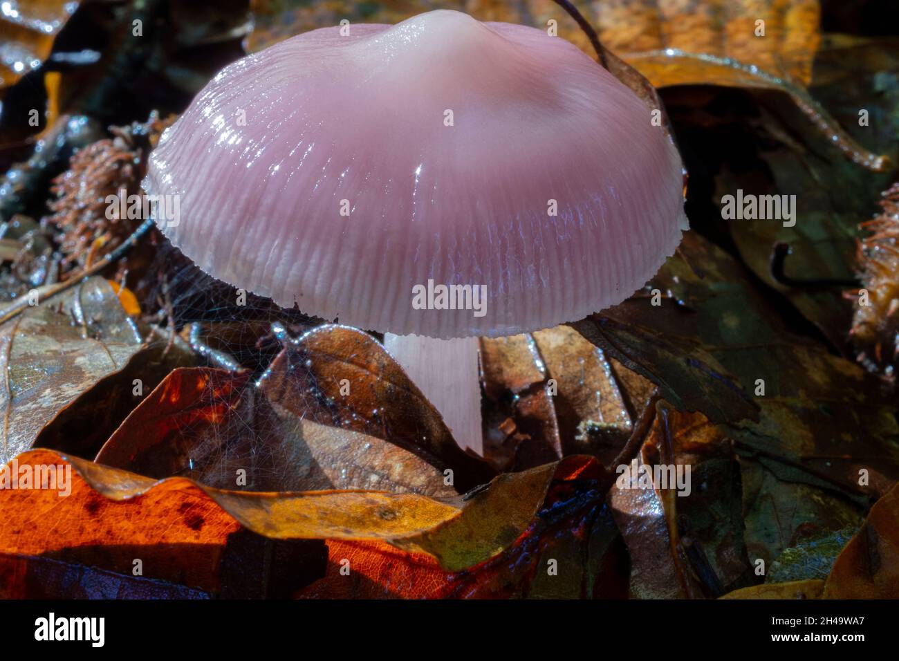 Rosy Bonnet mushrooms on a woodland floor Stock Photo