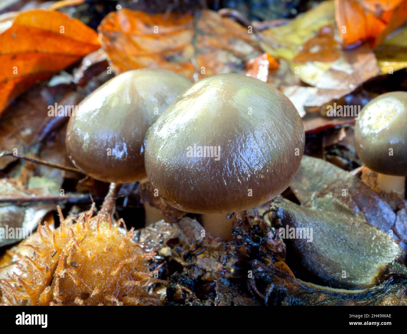 Woodland fungi Stock Photo