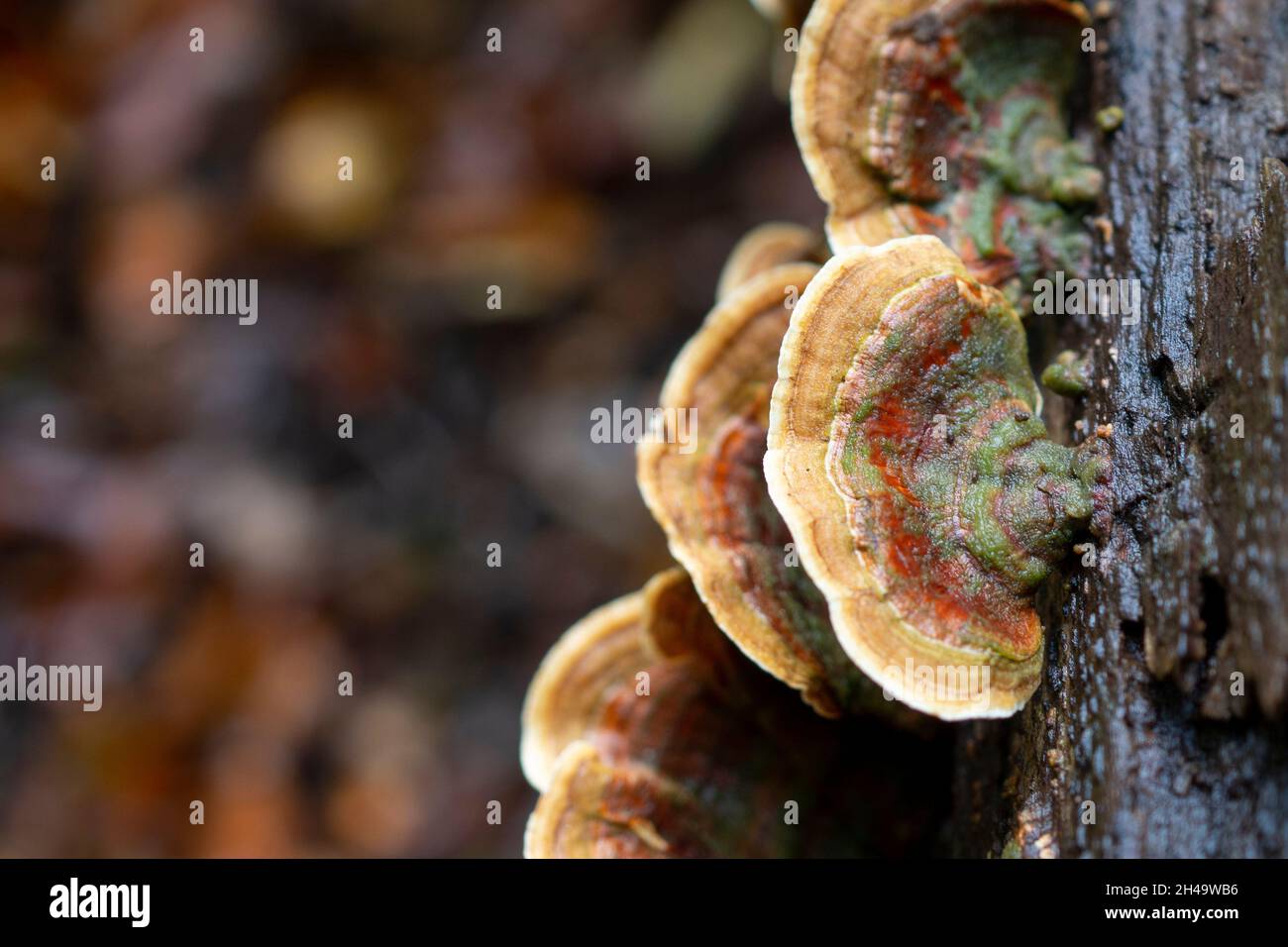 Turkeytails, a colourful bracket fungus growing on a tree trunk Stock Photo