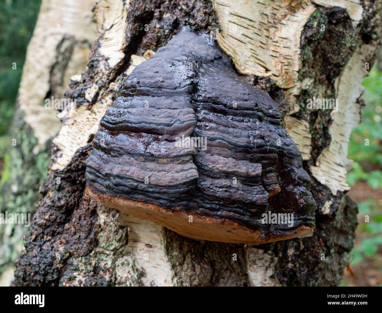 Dark hoof fungus growing on a silver birch tree. Stock Photo