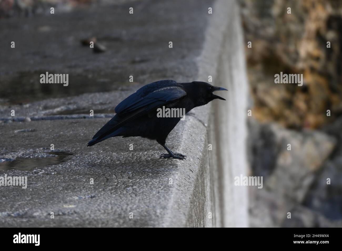 Crow perched on rock wall voices its discontent  with bill wide open Stock Photo