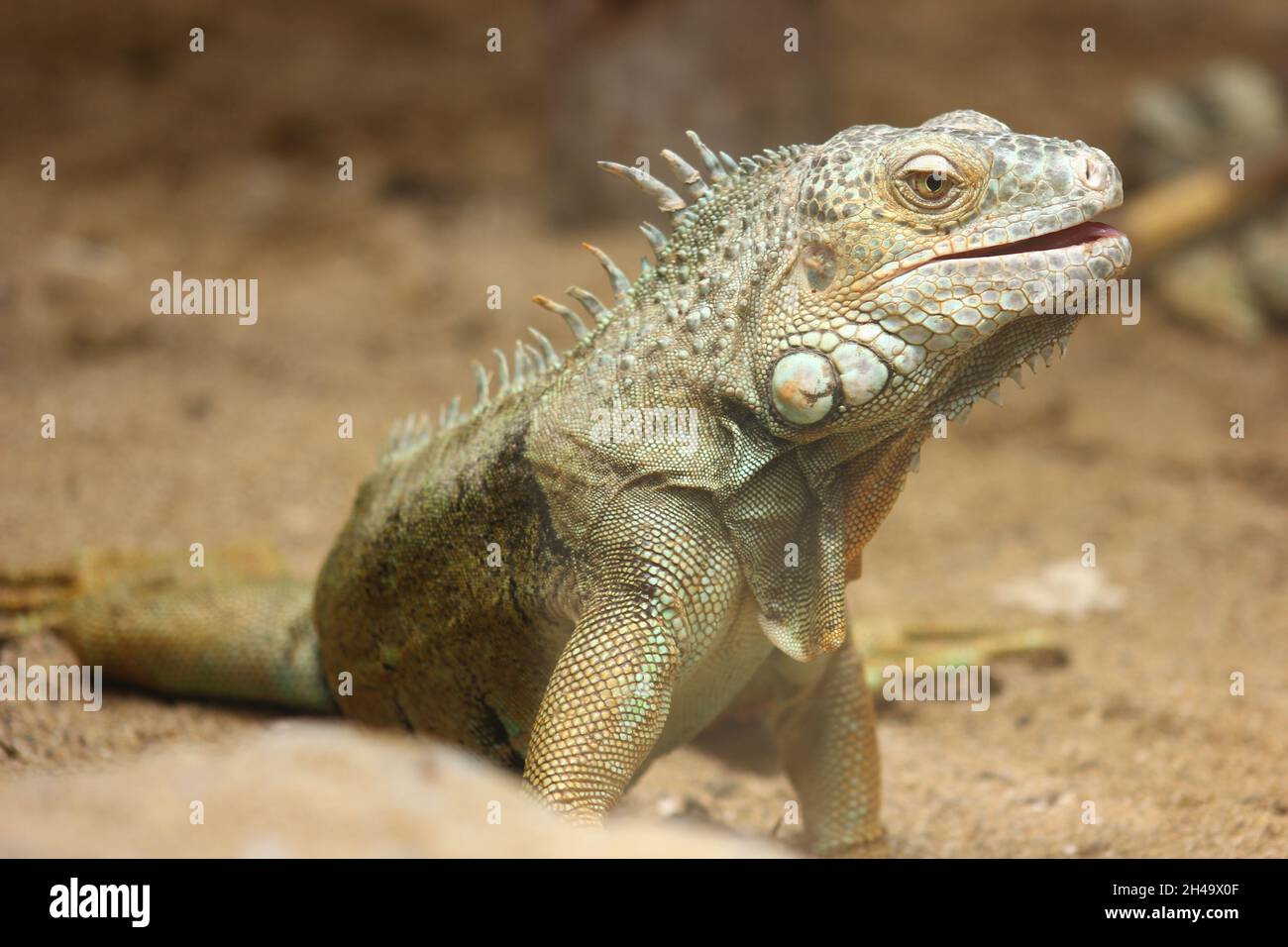 animal scale,animal head,animal body part,looking,Looking away,Sunlight,outdoors,Land,focus on foreground,day,Nature,Iguana,close-up,no people,animal Stock Photo