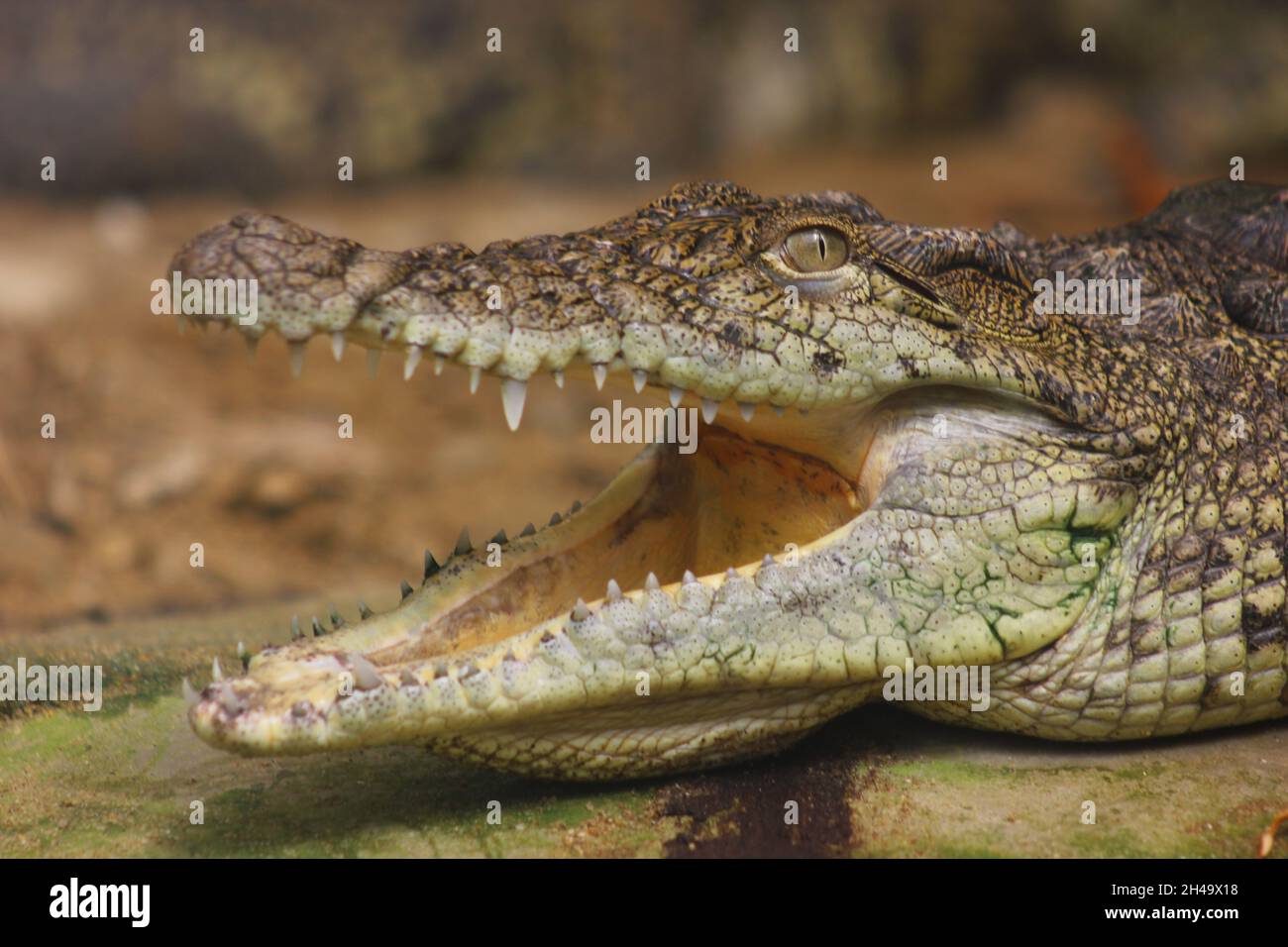 animal scale,profile view,Aggression,animal eye,animal mouth,water,animal head,focus on foreground,Mouth,mouth Open,no people,animal teeth,communicati Stock Photo