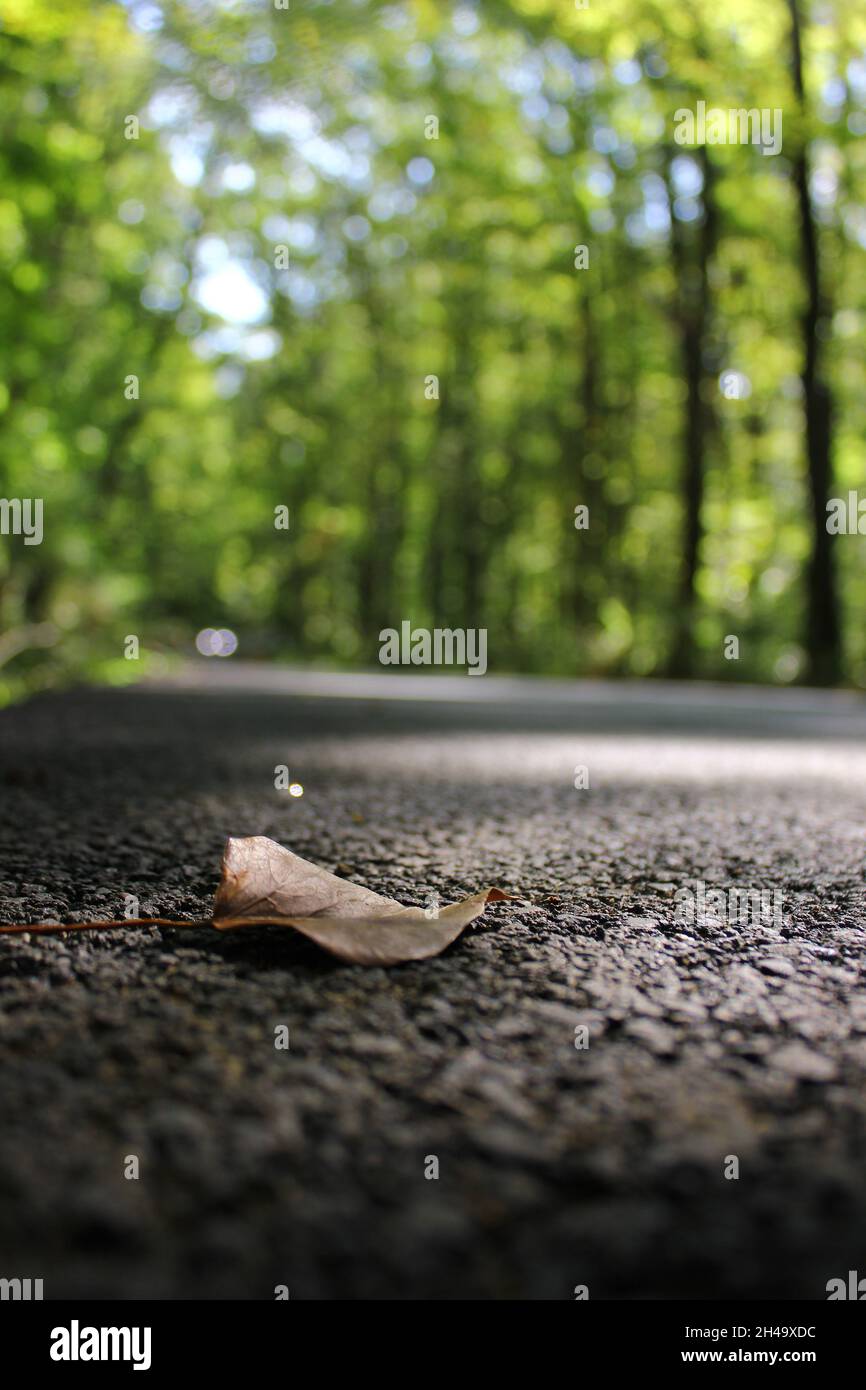 Tree selective focus Nature no people Plant day surface level Road Land Falling leaf outdoors Plant part Tranquility beauty in Nature animal wildlife Stock Photo
