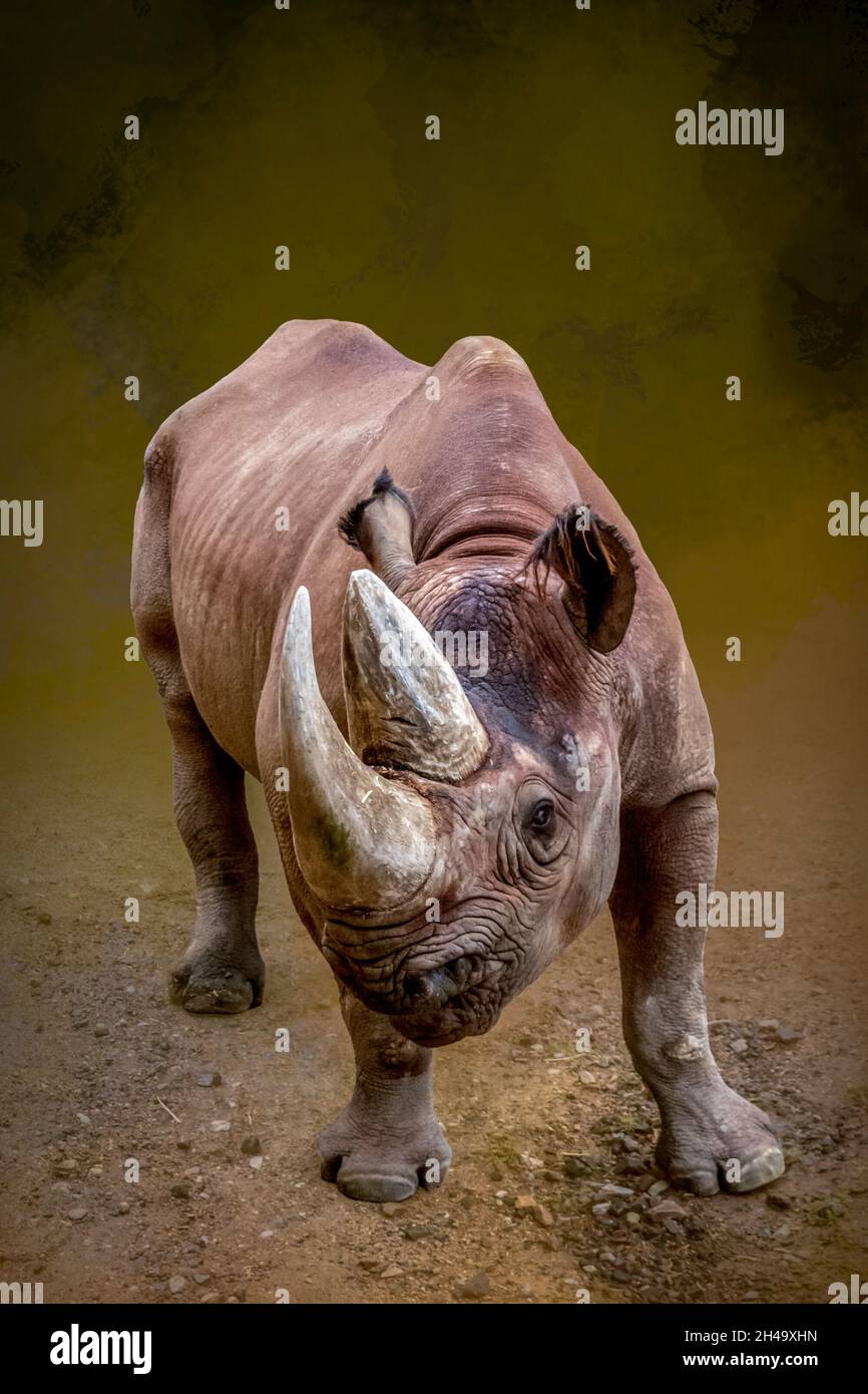 a rhino getting ready to charge on a grey background Stock Photo