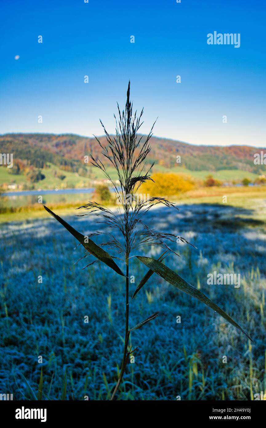 Irrsee reed plant in the morning dew Stock Photo