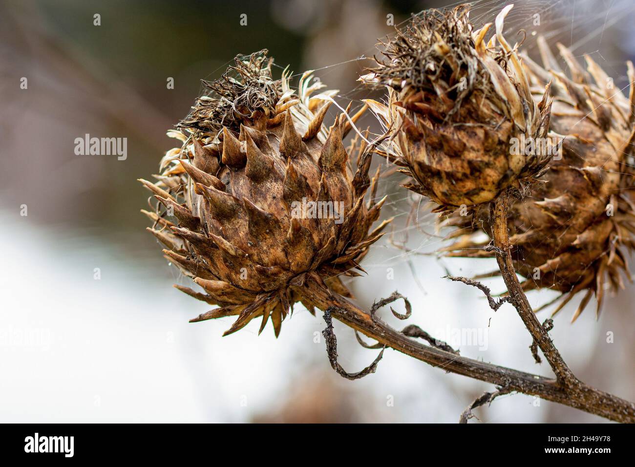 Close-up of cardoon thistle seed heads Stock Photo