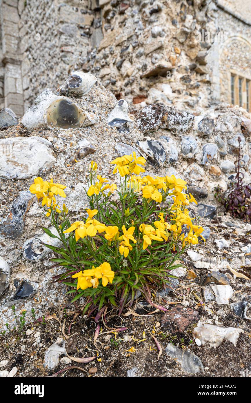 Yellow wallflowers growing on a ruined wall at Binham Priory , Norfolk UK Stock Photo
