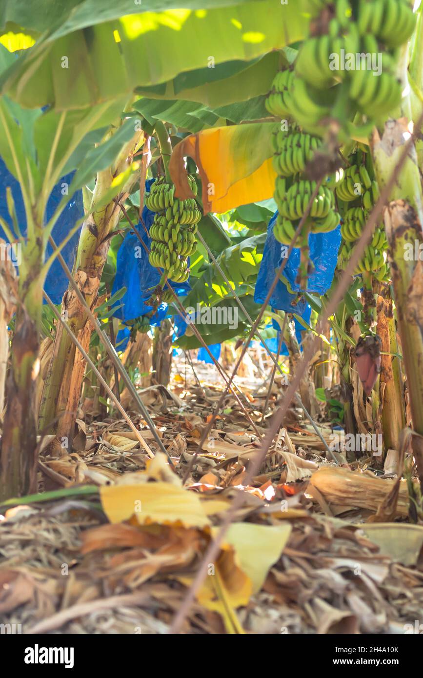 Bunches of bananas on a tree. A large bunch of bananas on a plantation in Cyprus in November