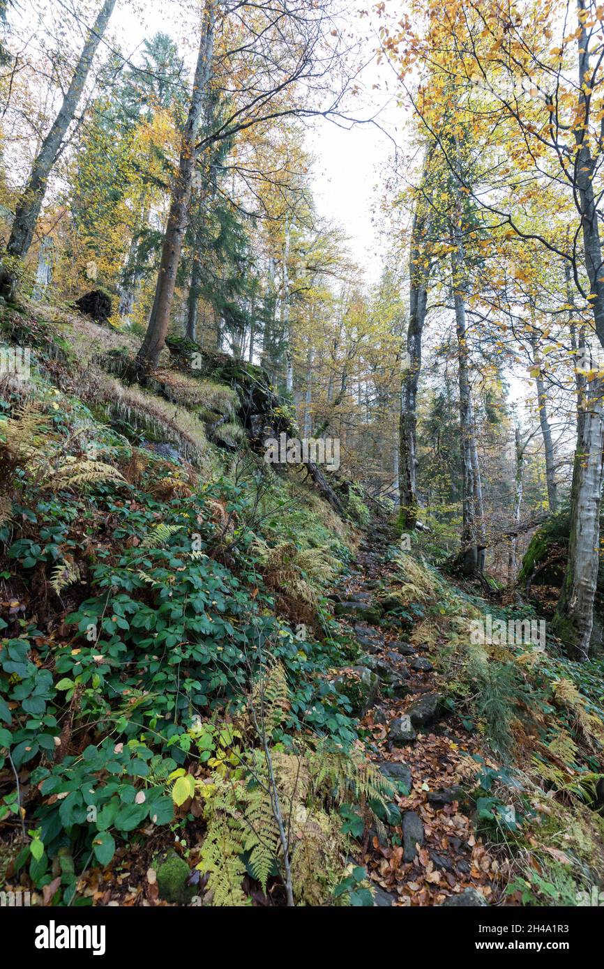Bergmischwald, Mixed mountain forest Stock Photo