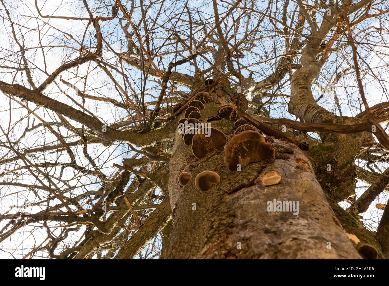 Baumpilze, Tree mushrooms Stock Photo