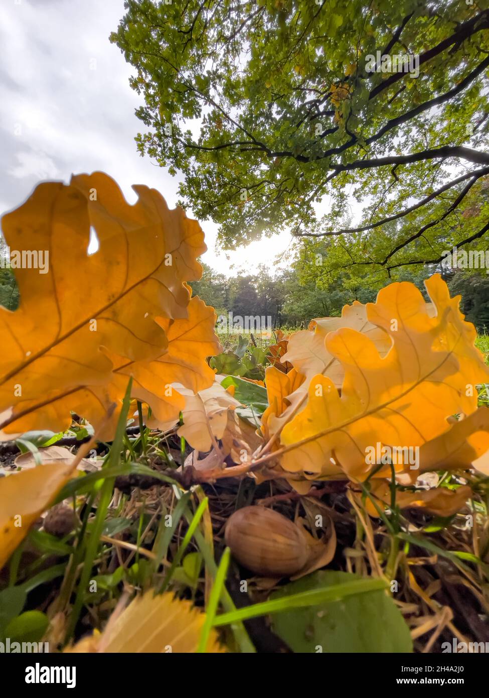 The yellow leaf lies on green grass, close view, autumn is in full ...