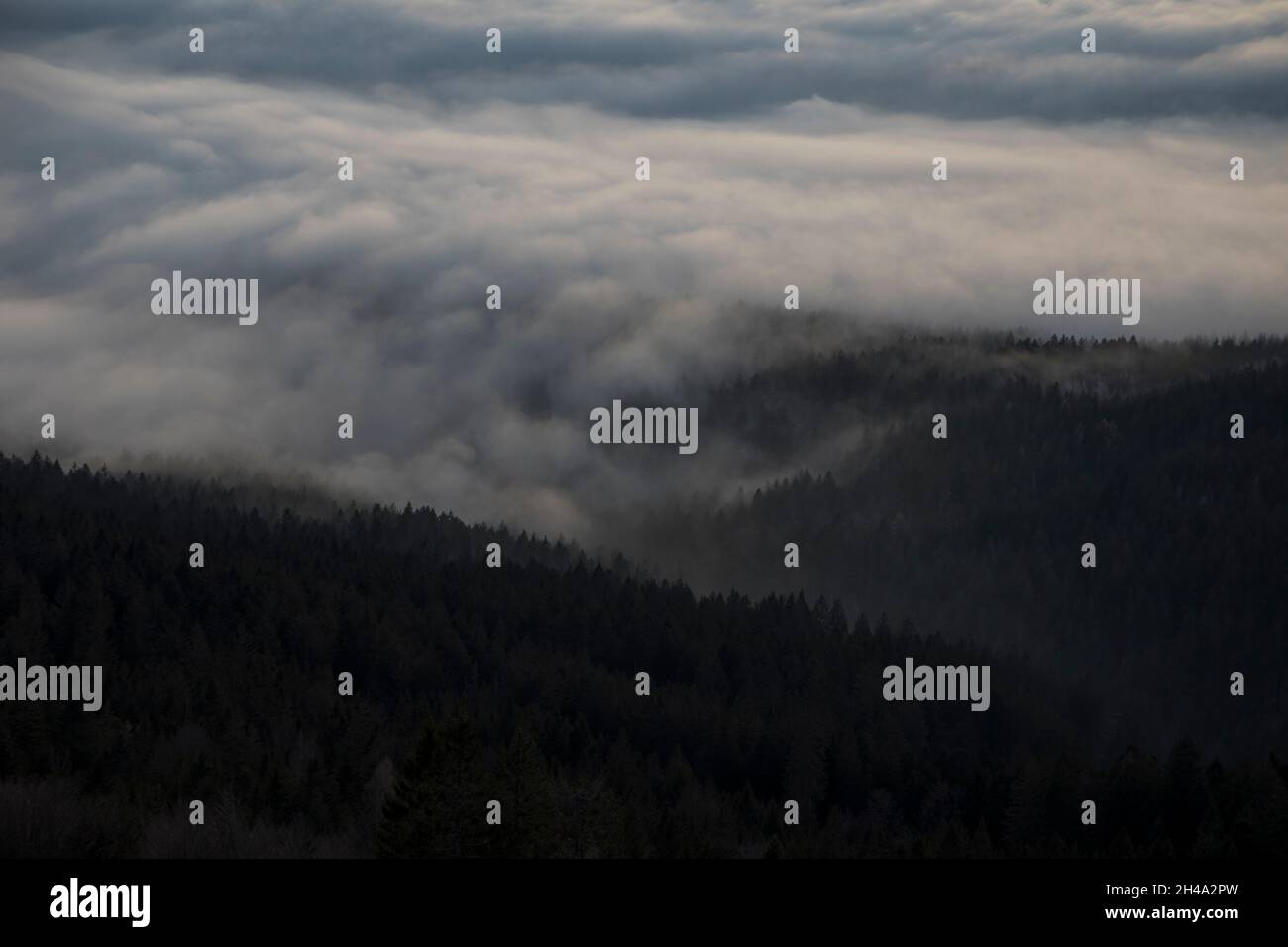 Nebel ueber Baeumen, Fog over trees Stock Photo