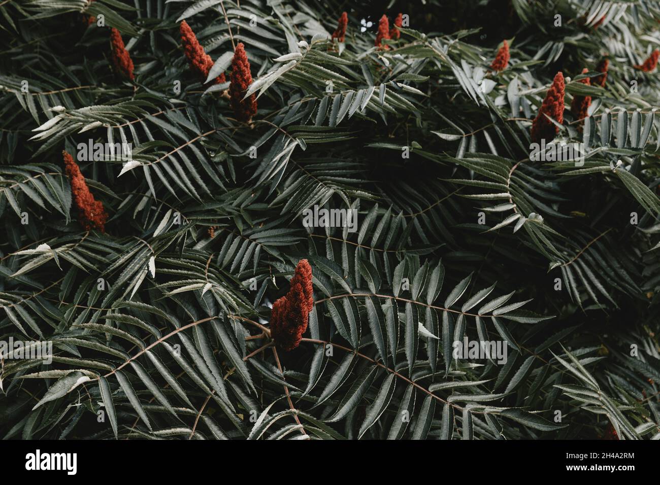 Staghorn sumac blossom hires stock photography and images Alamy