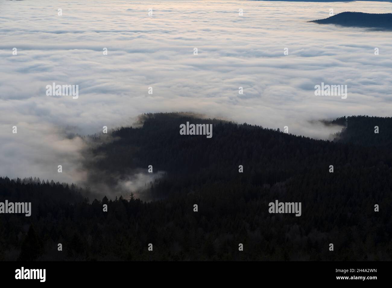 Nebel ueber Baeumen, Fog over trees Stock Photo