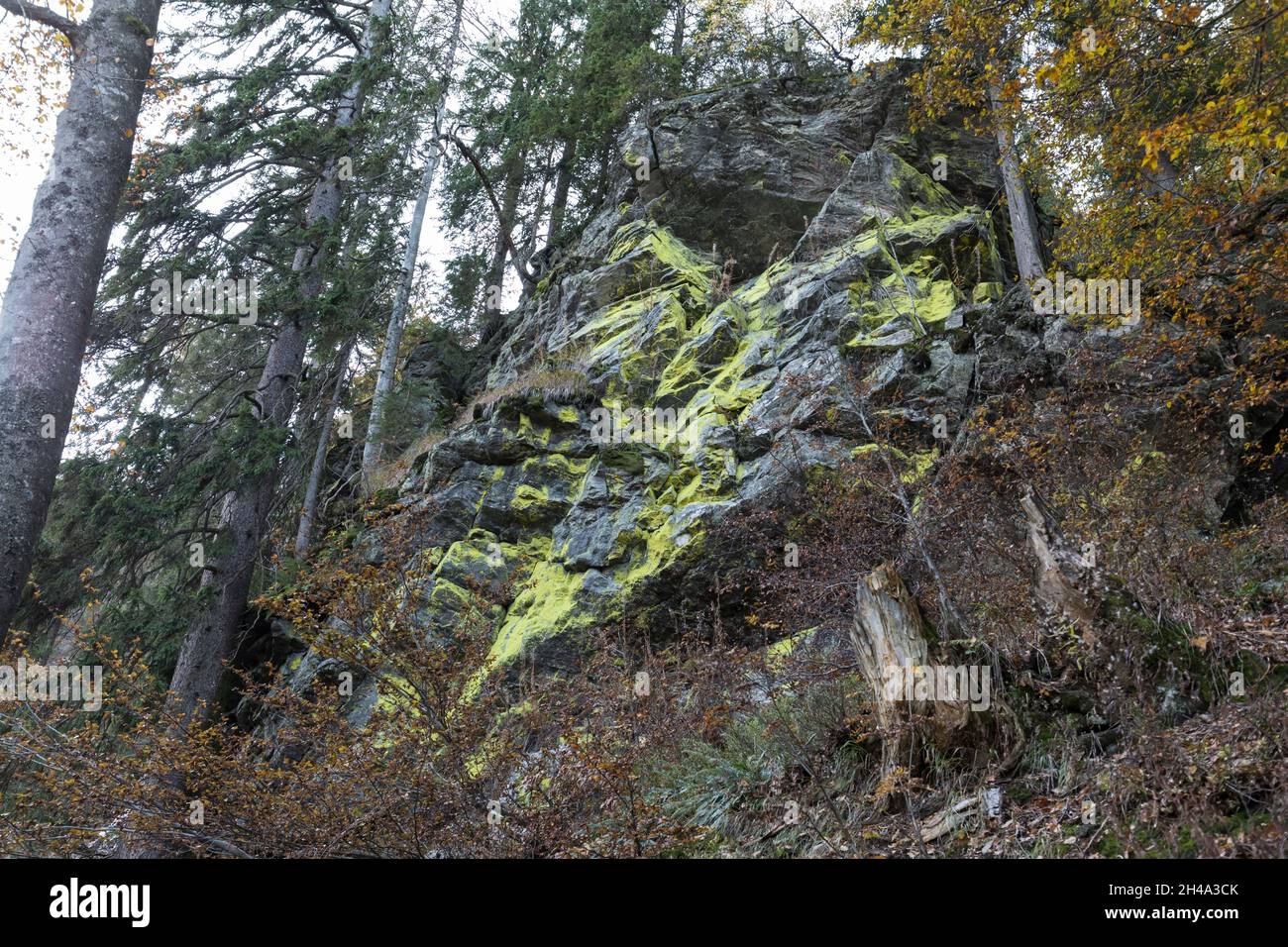 Schwefelflechte,Sulfur lichen, Stock Photo