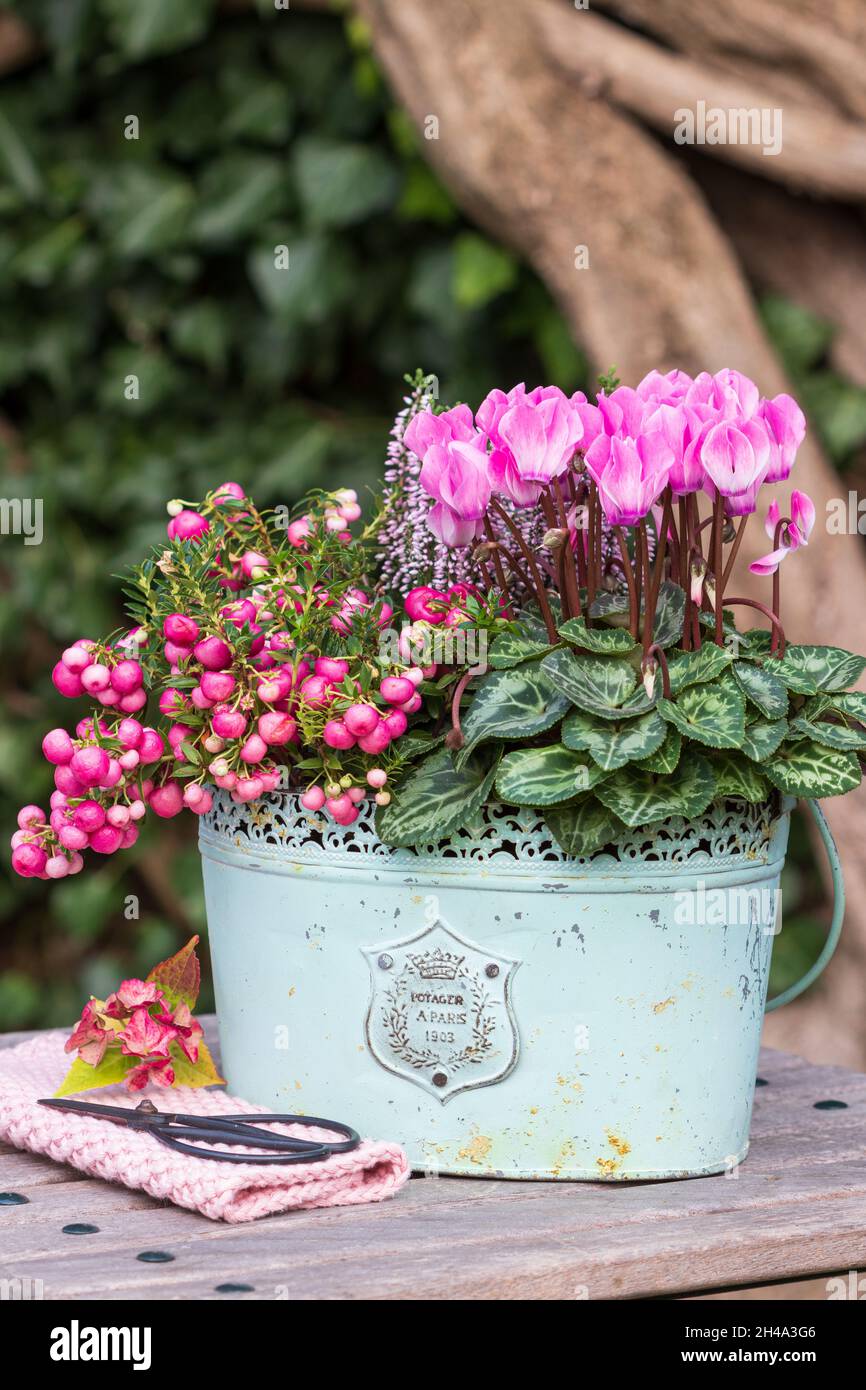 pink cyclamen flower and prickly heath in vintage pot Stock Photo