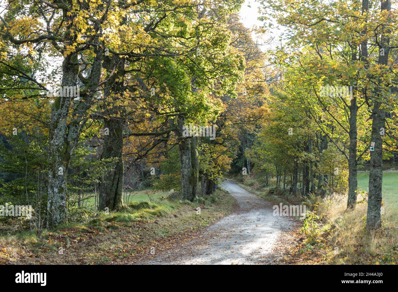 Weg im Herbst, Way in autumn Stock Photo