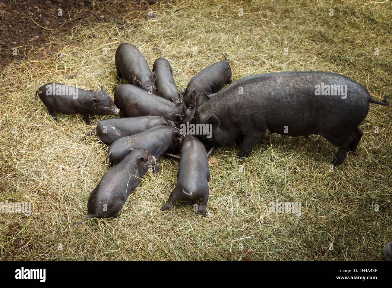 Cute little Vietnamese black piglets on the farm Stock Photo