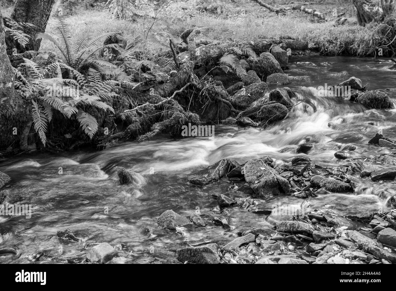 Long exposure of the Horner Water river flowing through Horner woods in ...