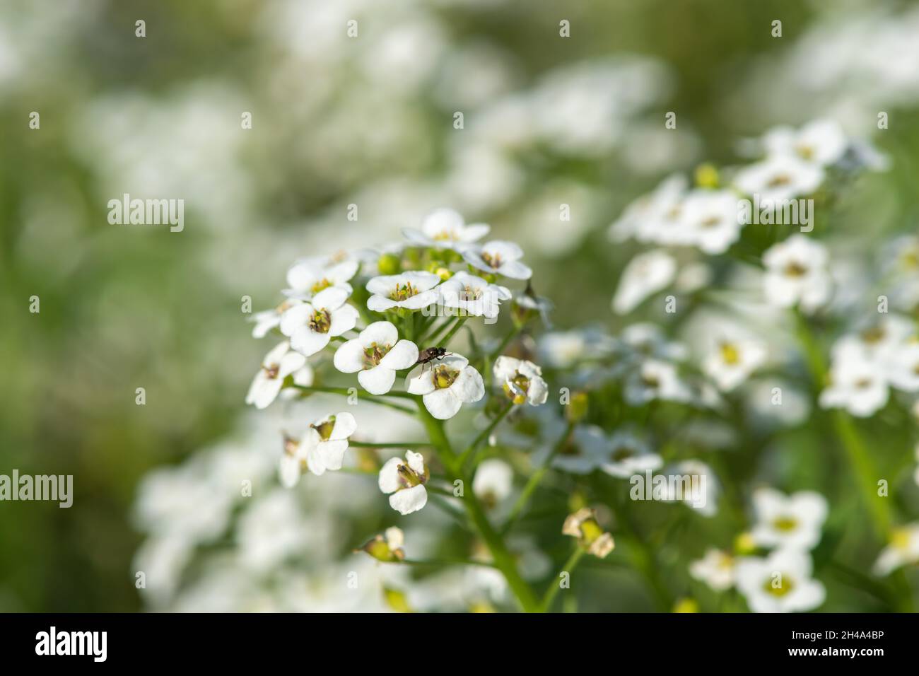 Close up of hornungia alpina flowers in bloom Stock Photo