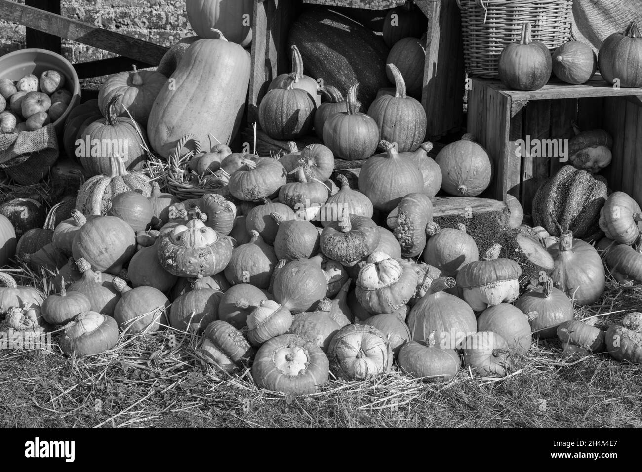 A pile of pumpkins on the ground Stock Photo