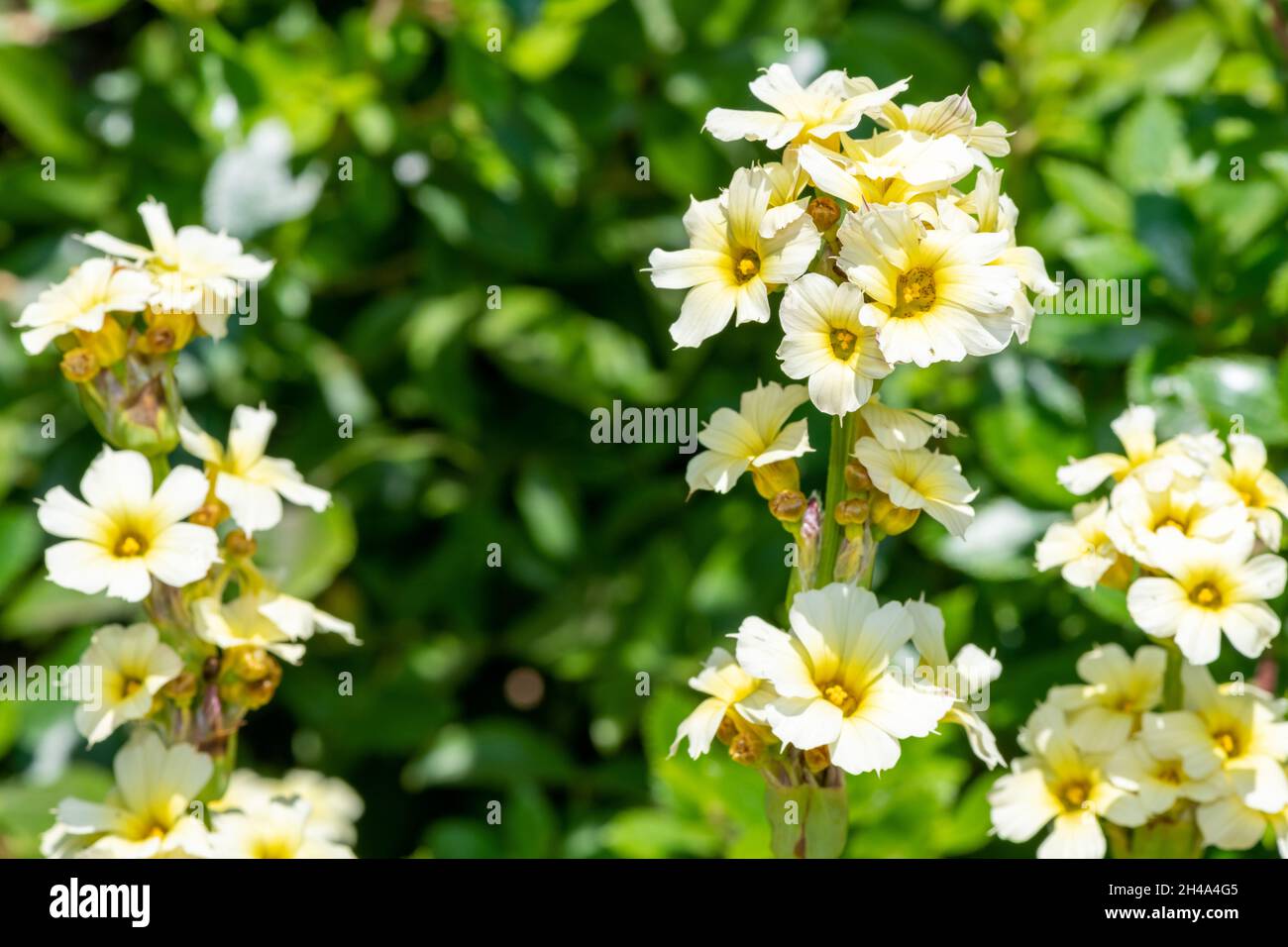 Close up of saitn flowers (sisyrinchium striatum) in bloom Stock Photo