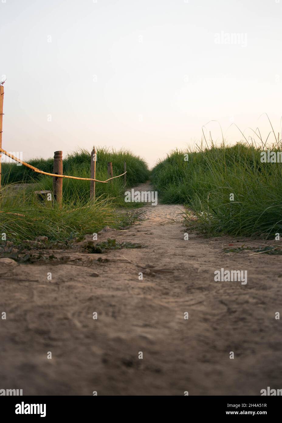 Closeup vertical shot grass hi-res stock photography and images - Alamy