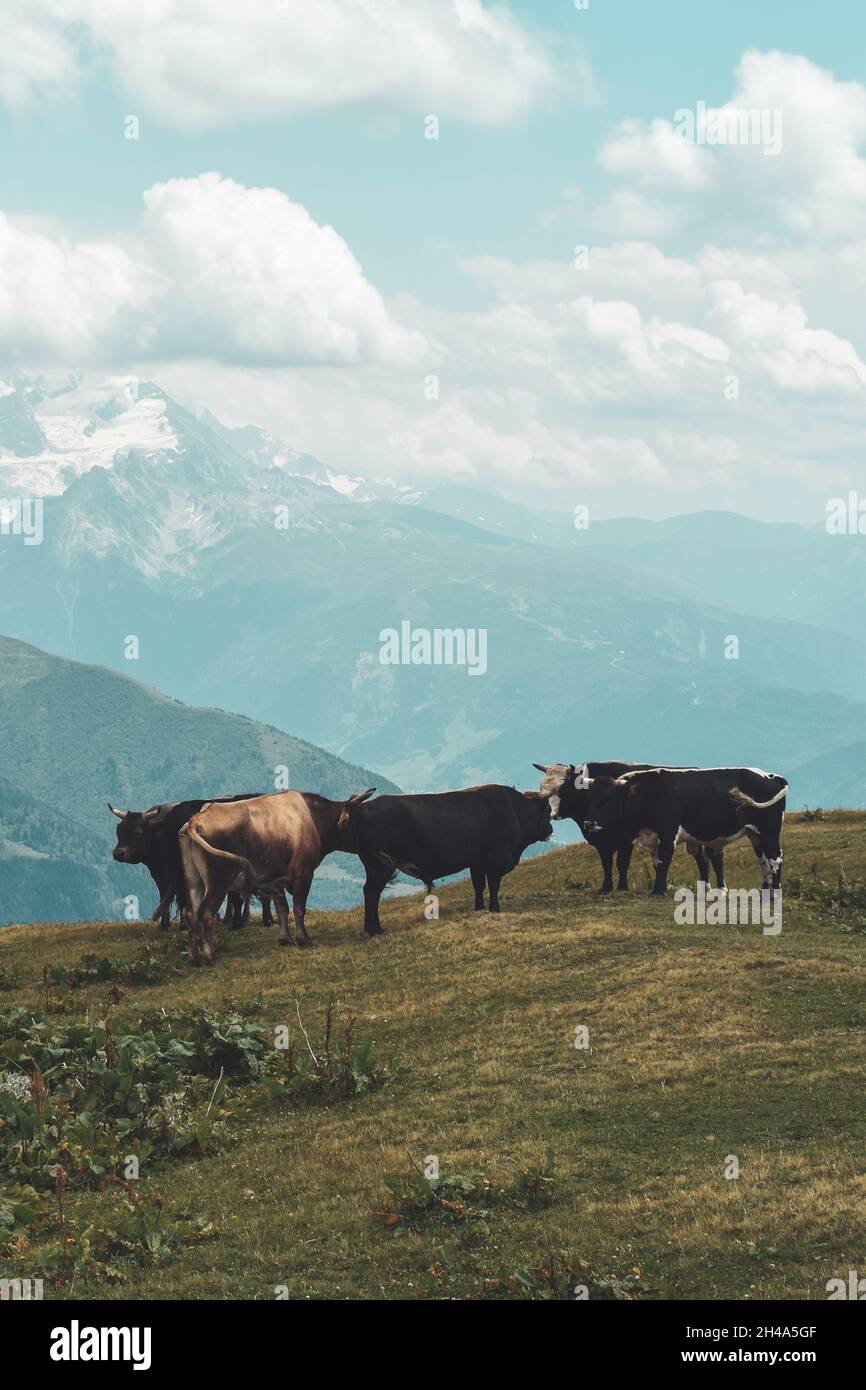 Cows in the mountains in Svaneti region, Georgia, Asia. Snowcapped hills in the background. Summer mountain landscape. Blue sky with clouds above Stock Photo