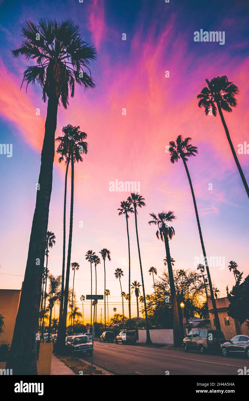 Road with palm trees on each side on the sunset Stock Photo - Alamy