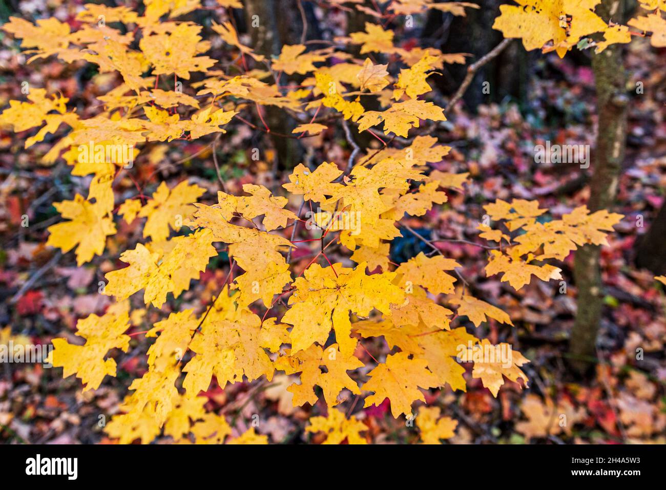 Macro view of vibrant yellow fall leaves on the west fork hiking trail in Sedona AZ Stock Photo