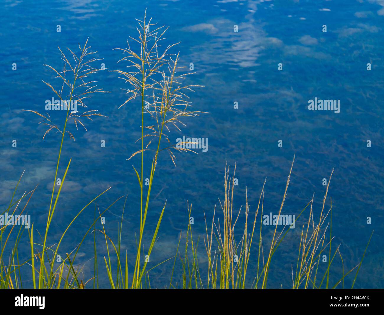 delicate grass along river edge Stock Photo