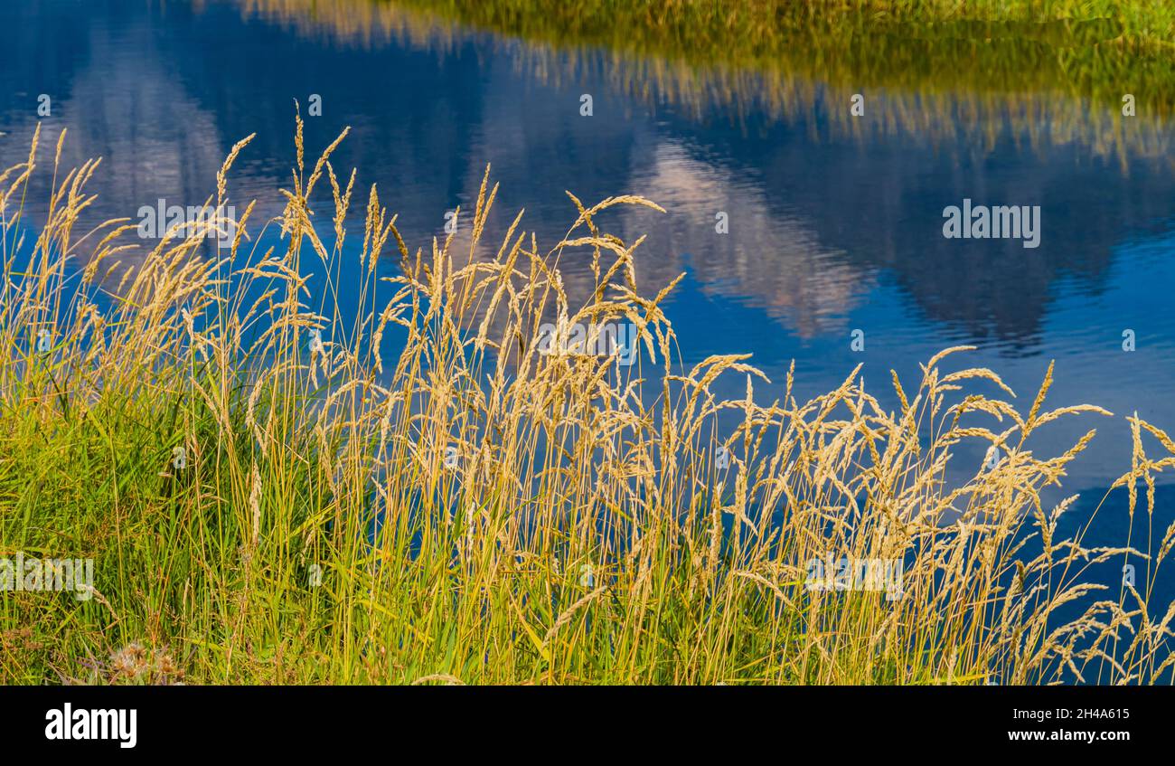 golden grass along the river edge with the reflection of the Grand Teton Mountain Range Stock Photo
