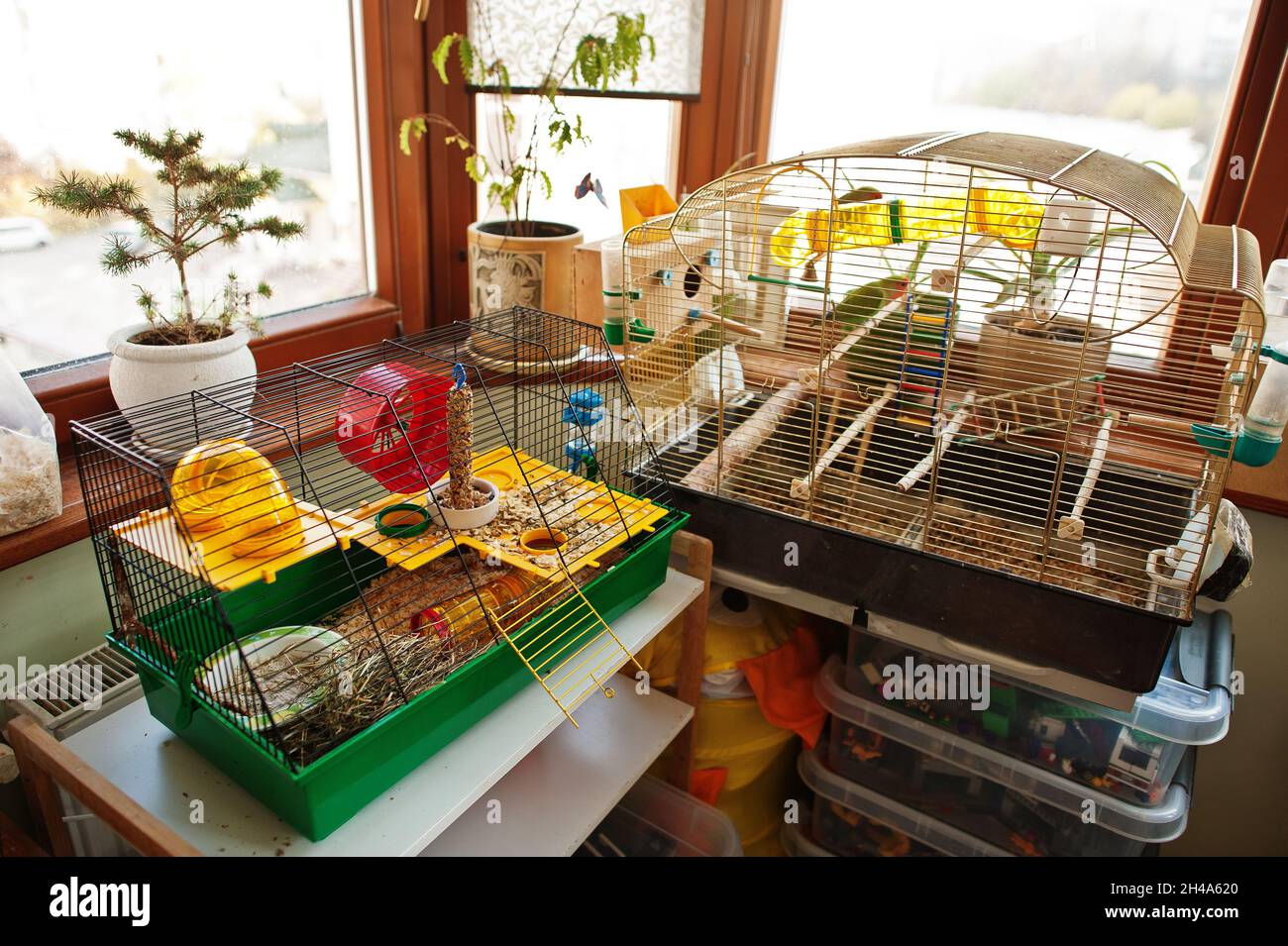 Cages for home pets hamsters and parrots Stock Photo Alamy