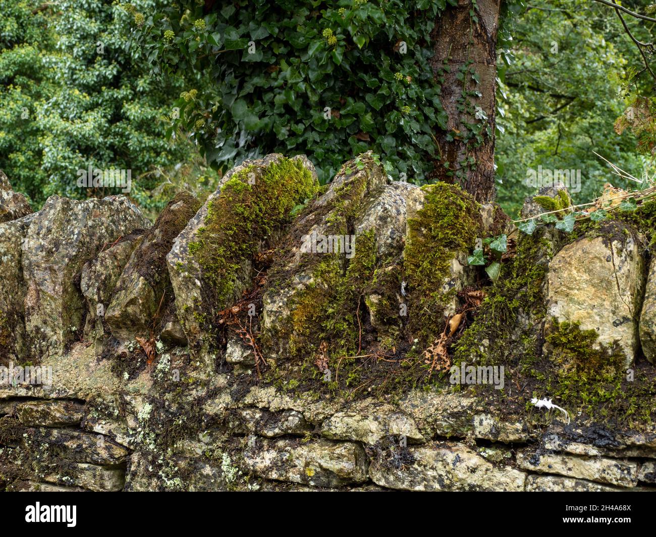Old Cotswold stone wall with lichen and moss Stock Photo