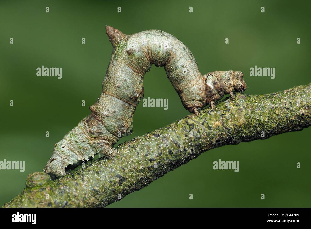 Brimstone moth caterpillar (Opisthograptis luteolata) resting on branch. Tipperary, Ireland Stock Photo