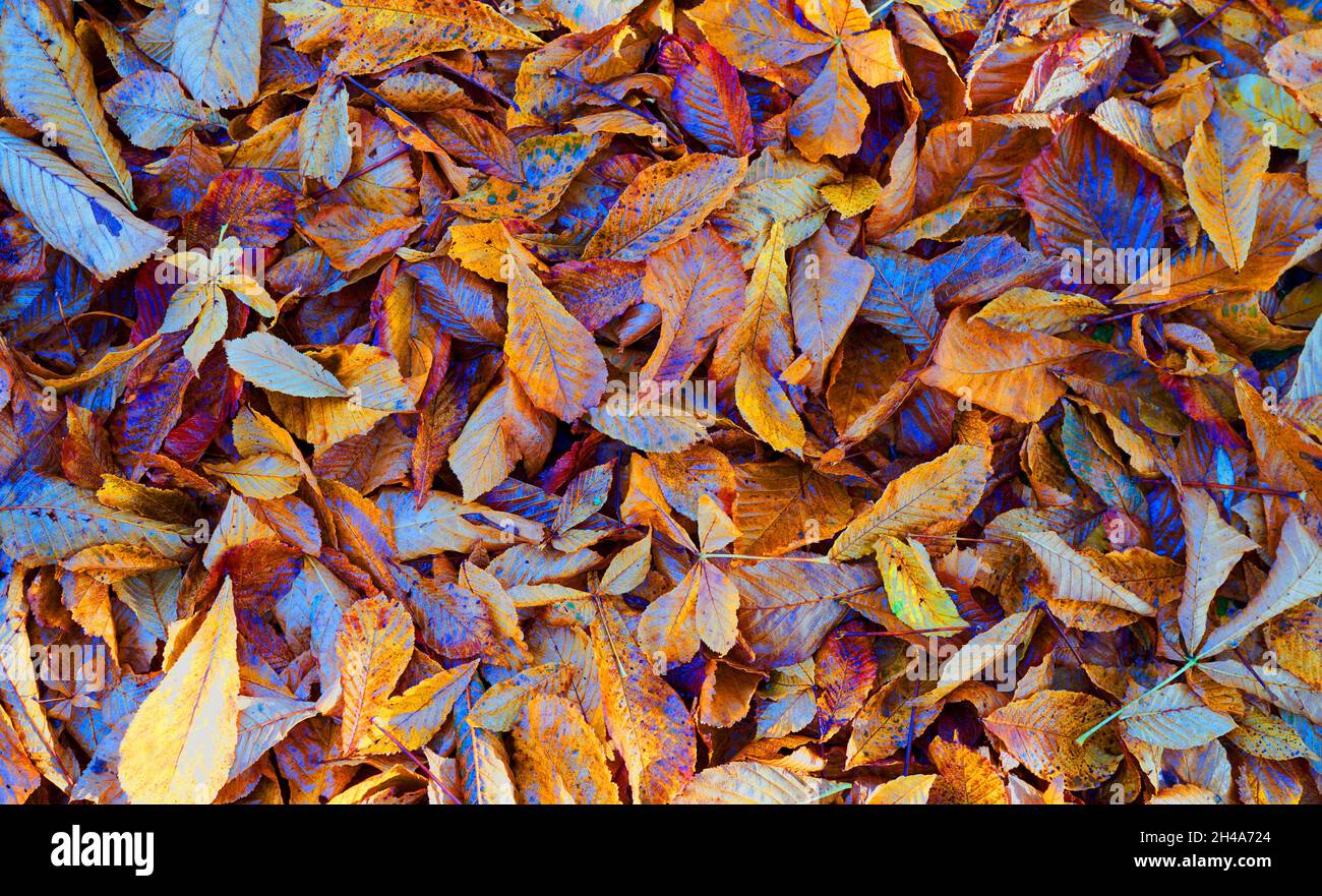 Autumn leaves of mainly chestnut trees on the ground. The colors are saturated. Meant as background. Stock Photo