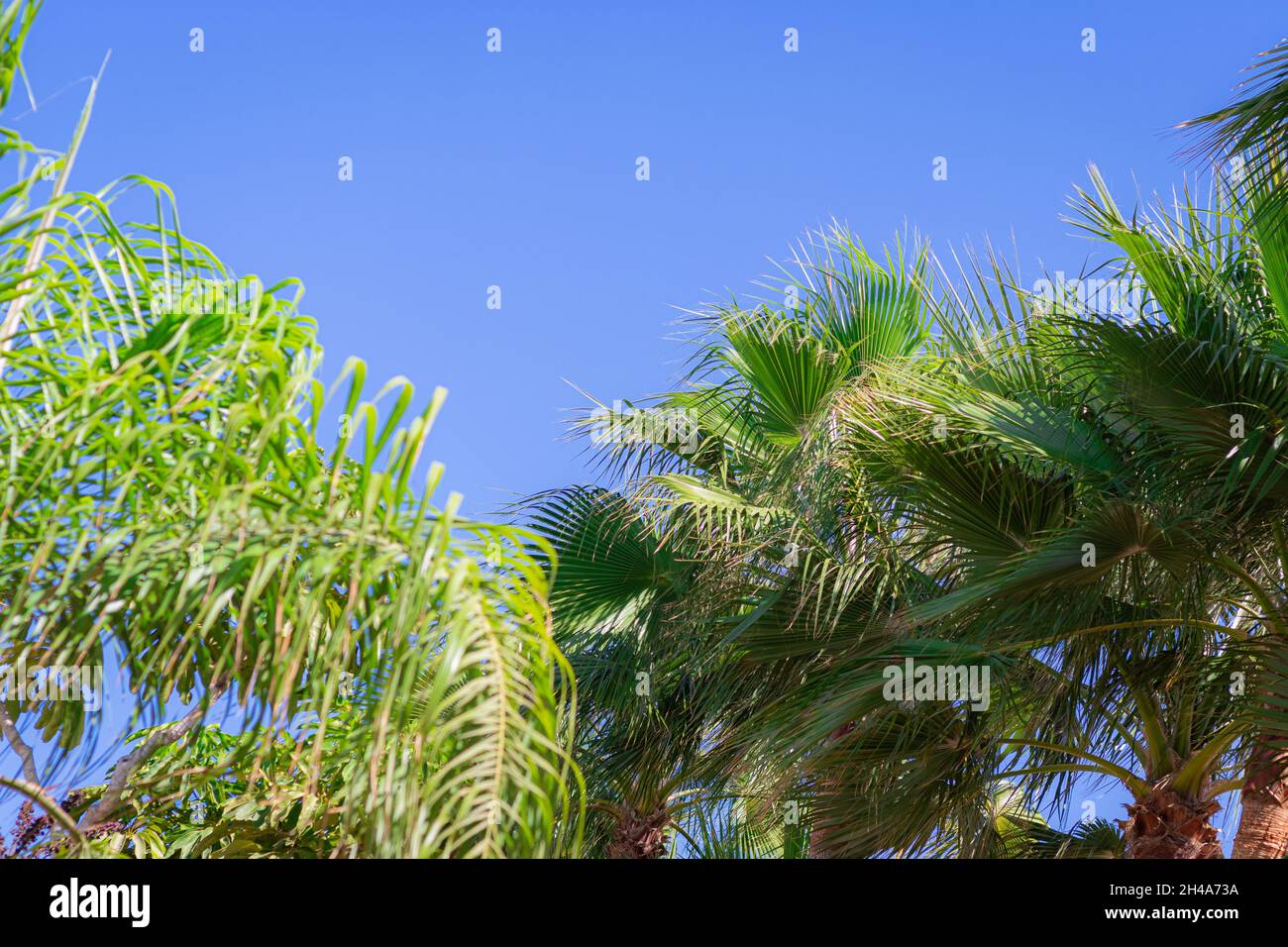 Tropical climate countries hi-res stock photography and images - Alamy