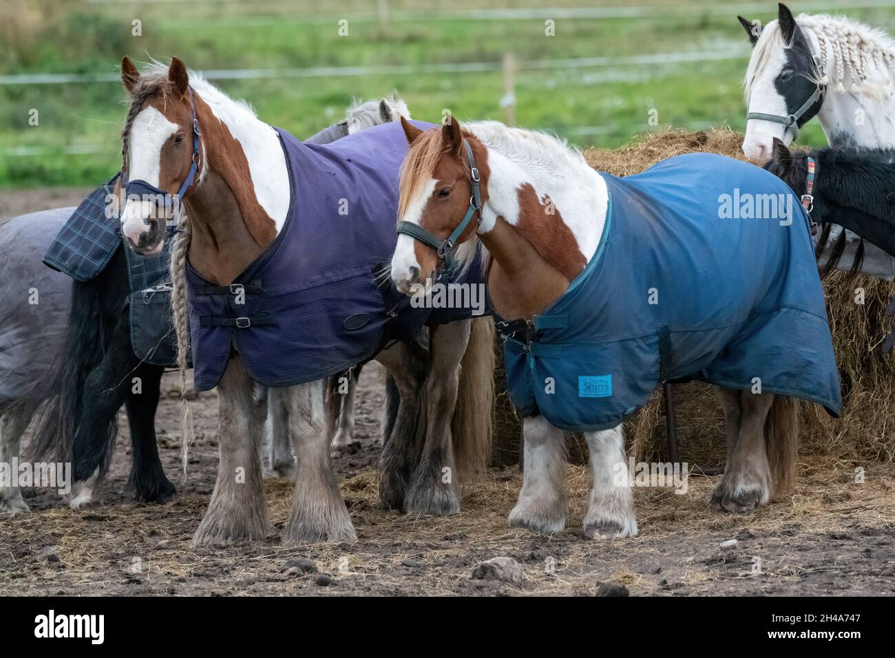 Field near RAF Lossiemouth, Moray, UK. 1st Nov, 2021. UK. This is a number of Horses and Ponies with their winter jackets on and being fed outside. Credit: JASPERIMAGE/Alamy Live News Stock Photo