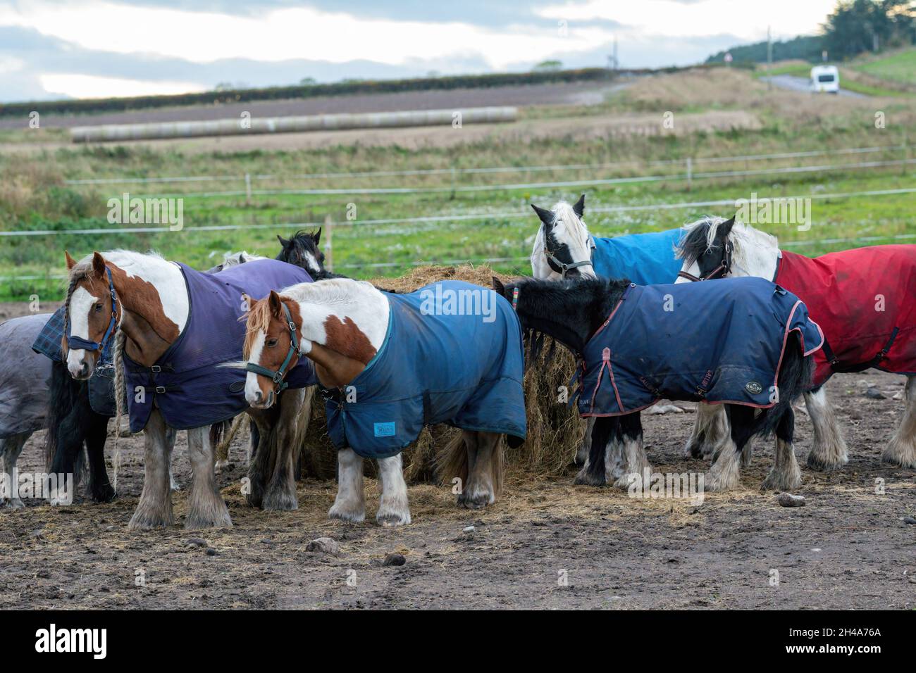 Field near RAF Lossiemouth, Moray, UK. 1st Nov, 2021. UK. This is a number of Horses and Ponies with their winter jackets on and being fed outside. Credit: JASPERIMAGE/Alamy Live News Stock Photo