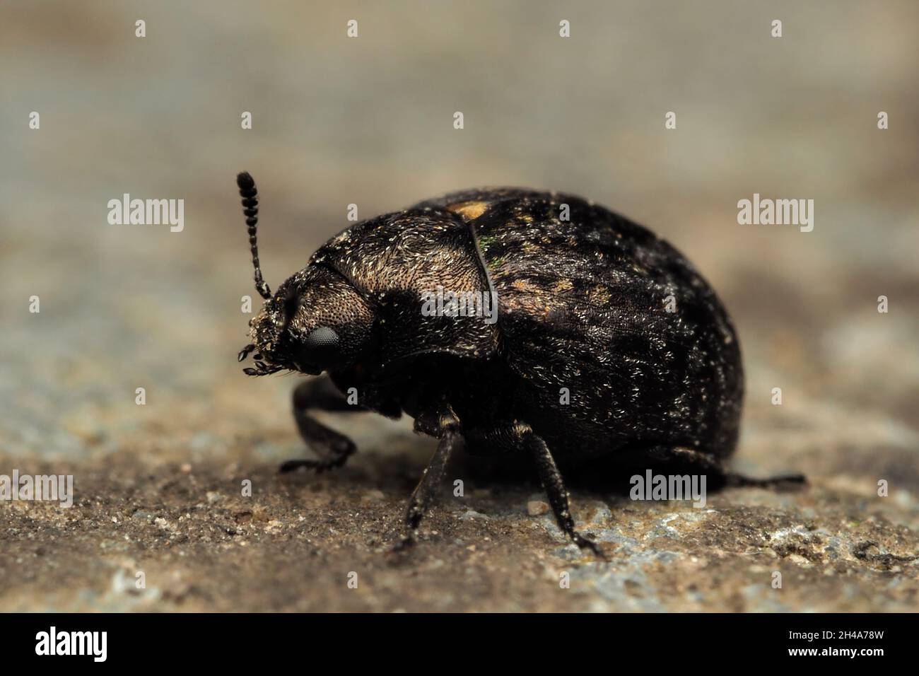 Cytilus sericeus Pill Beetle crawling on ground. Tipperary, Ireland Stock Photo