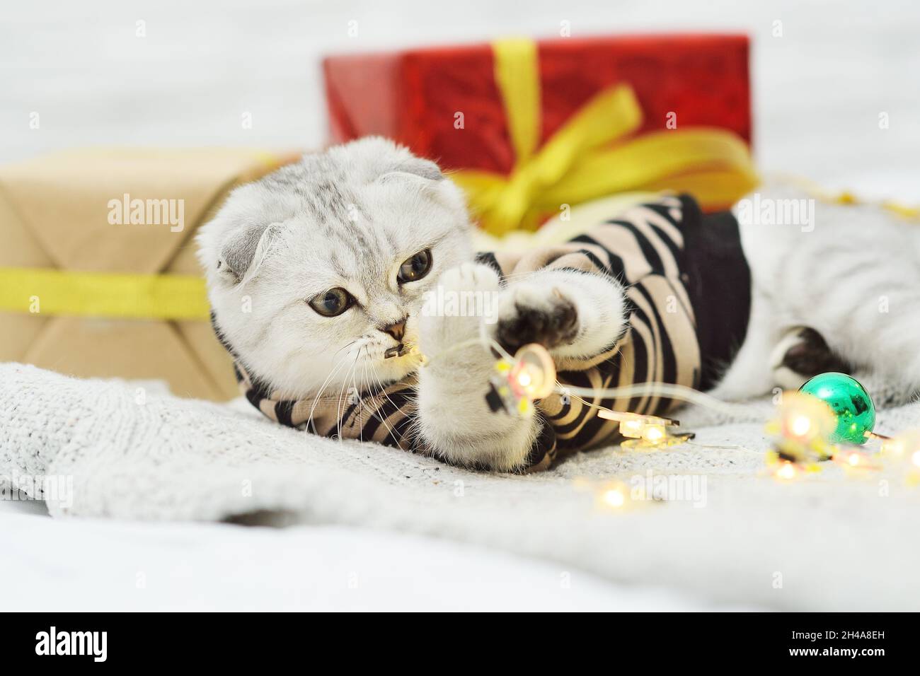 beautiful gray kitten of the Scottish fold breed lies on a knitted