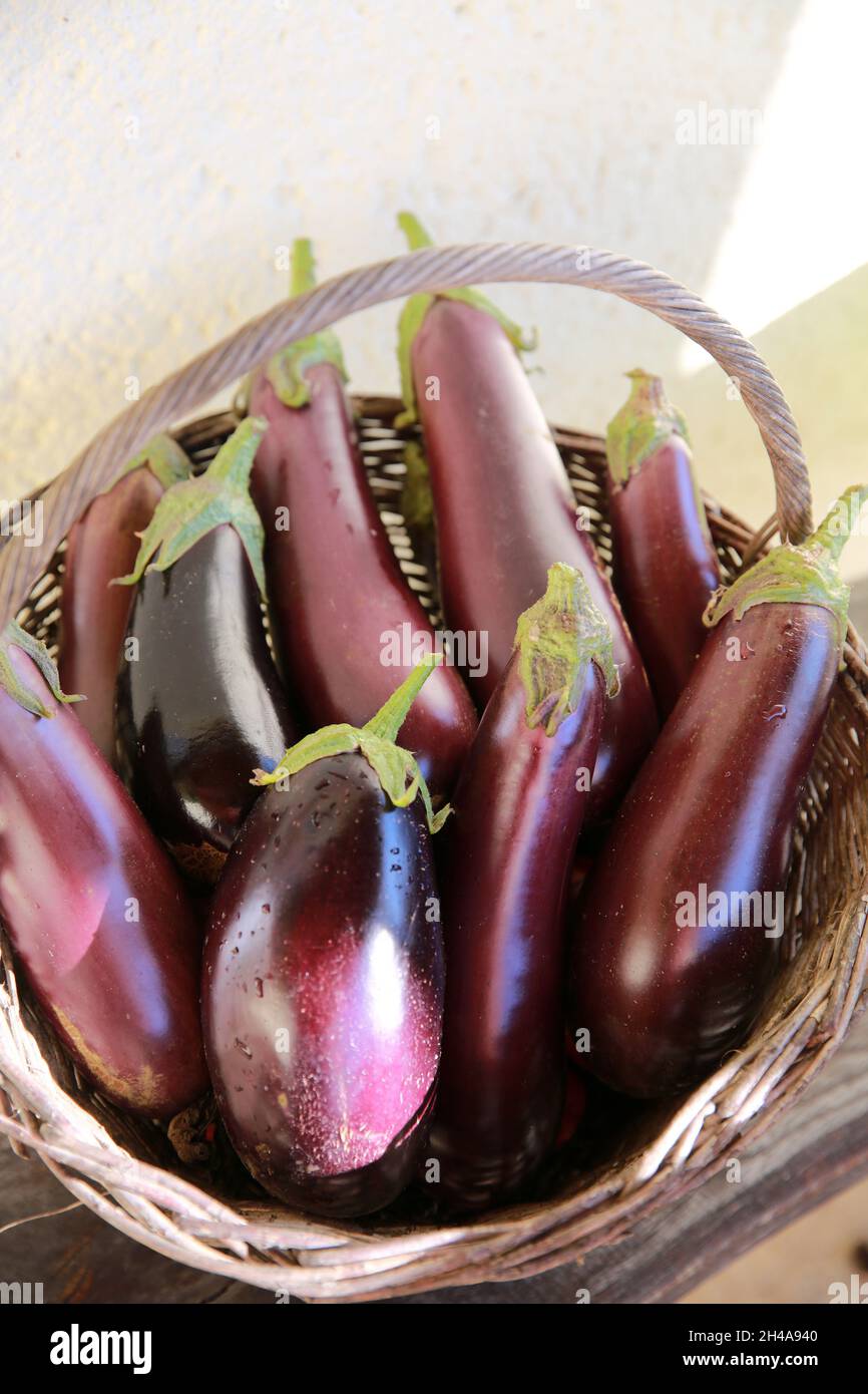 A harvest of aubergines Stock Photo Alamy