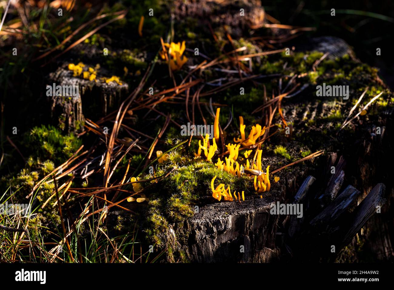 Yellow stags-horn fungus - Clammy calocera Stock Photo