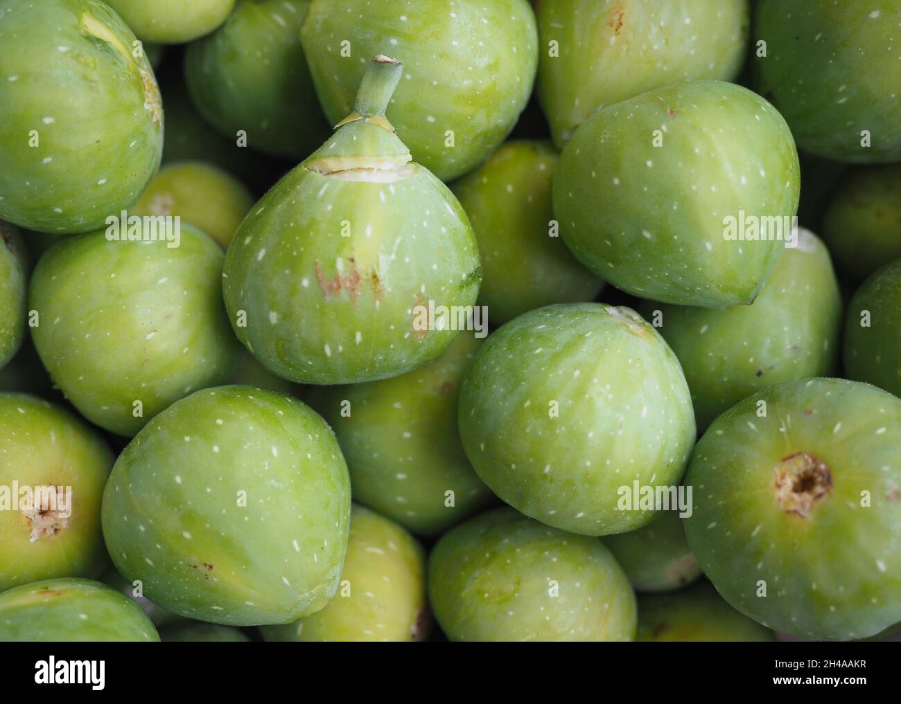 common fig (scientific name Ficus carica) vegetarian fruit food Stock