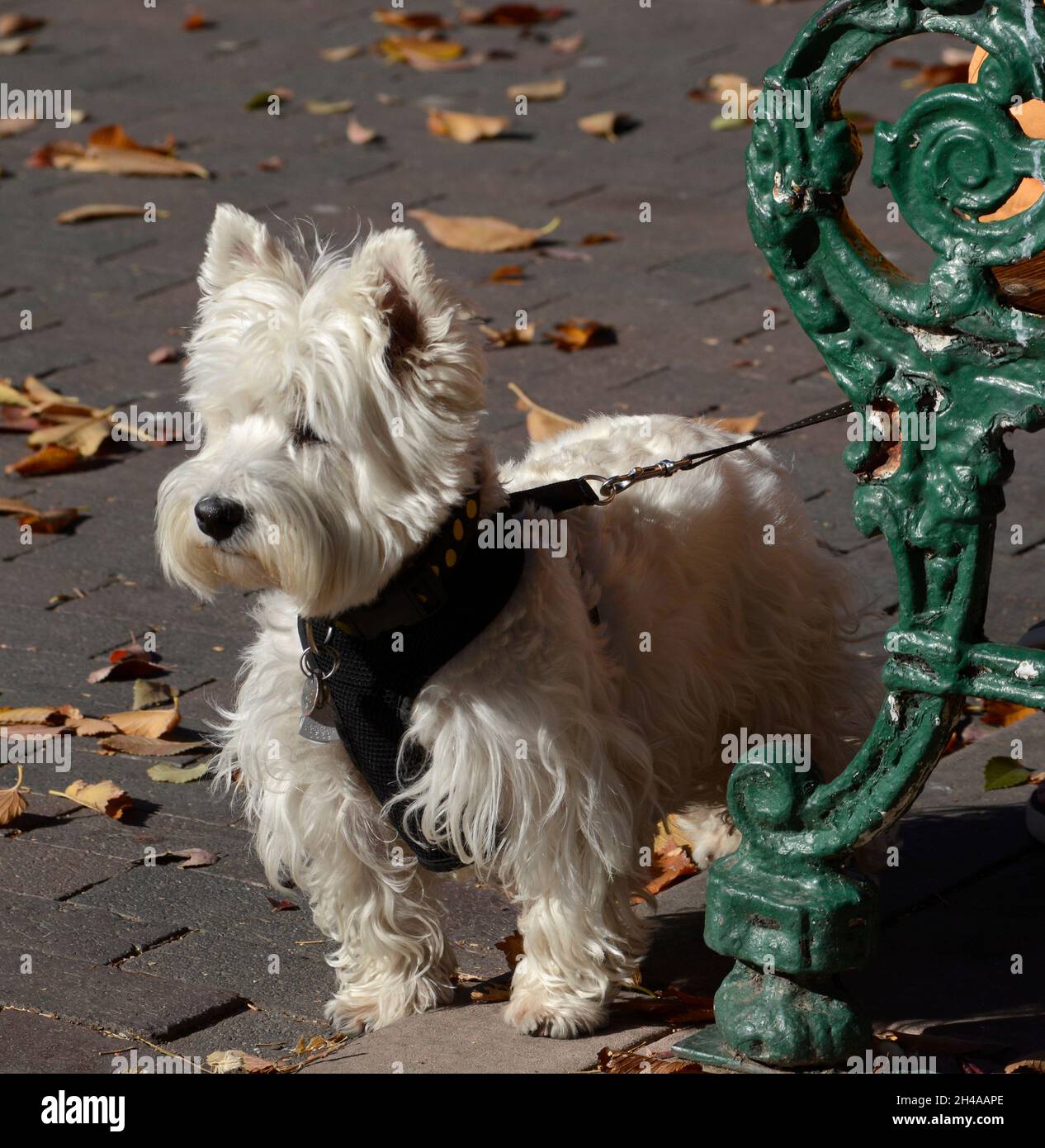 A West Highland White Terrier stands beside its owner sitting an a park bench in Santa Fe, New Mexico. Stock Photo
