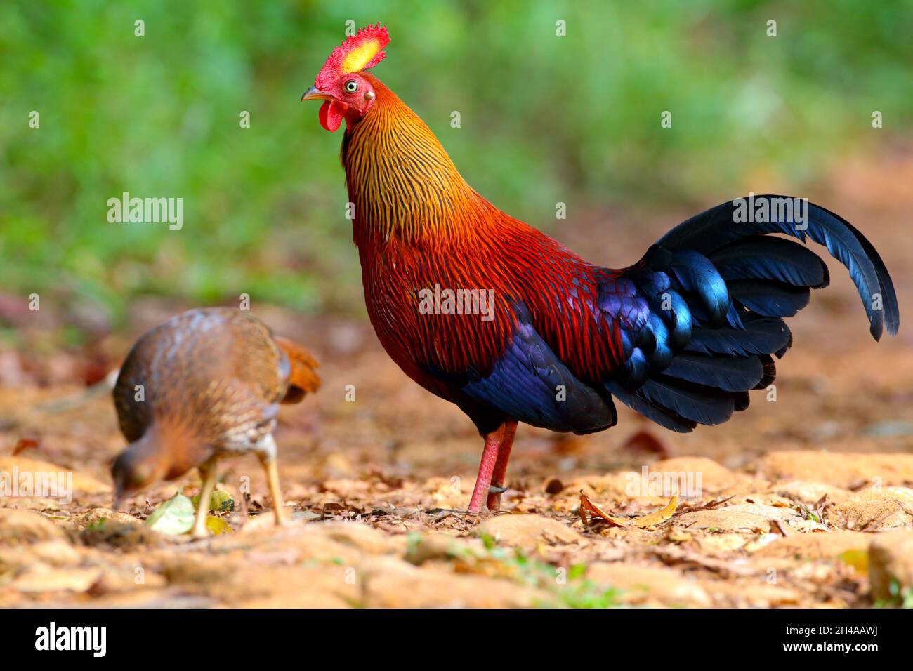 An adult male Sri Lanka Junglefowl (Gallus lafayettii) feeding on a