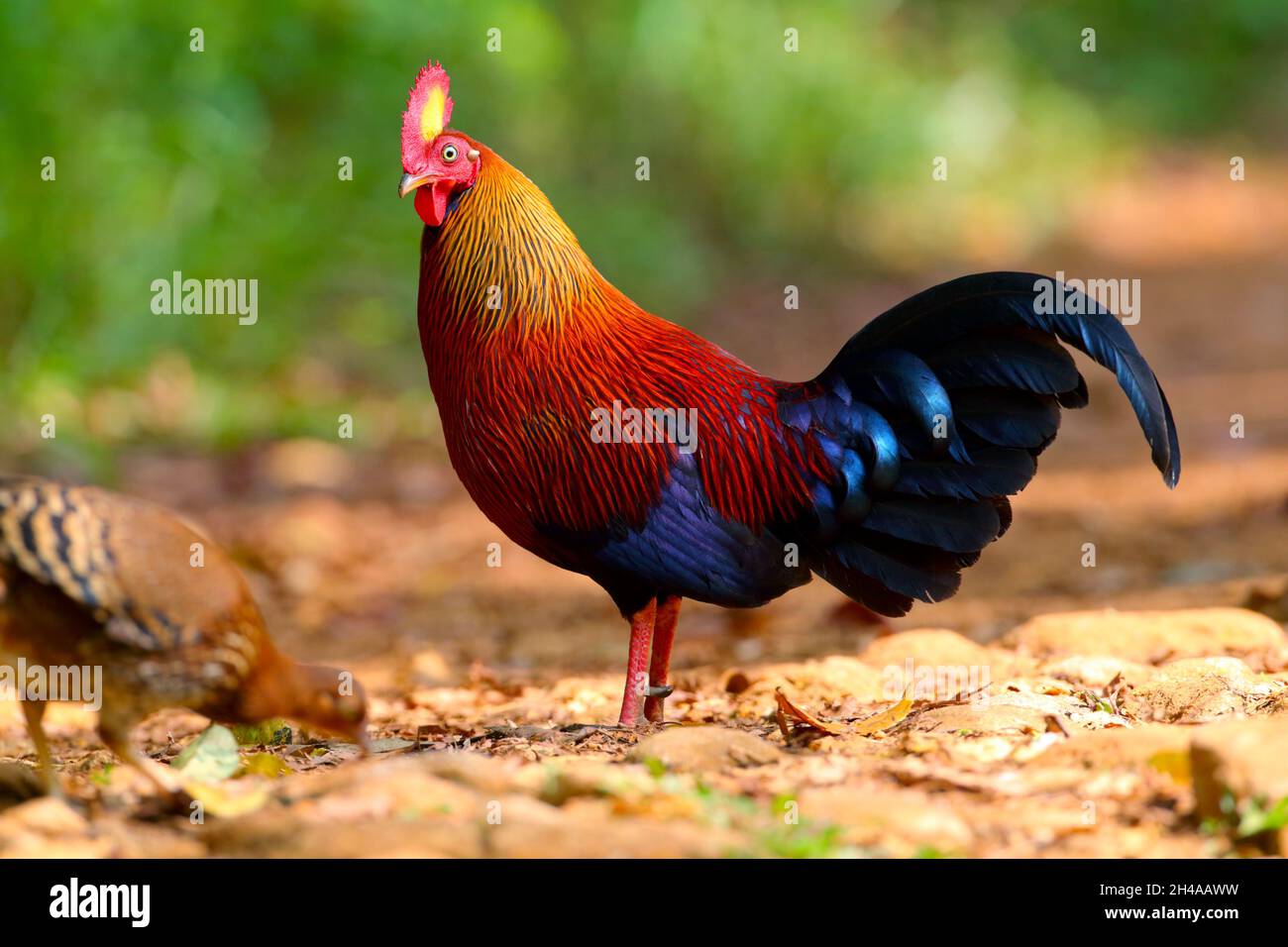An adult male Sri Lanka Junglefowl (Gallus lafayettii) feeding on a