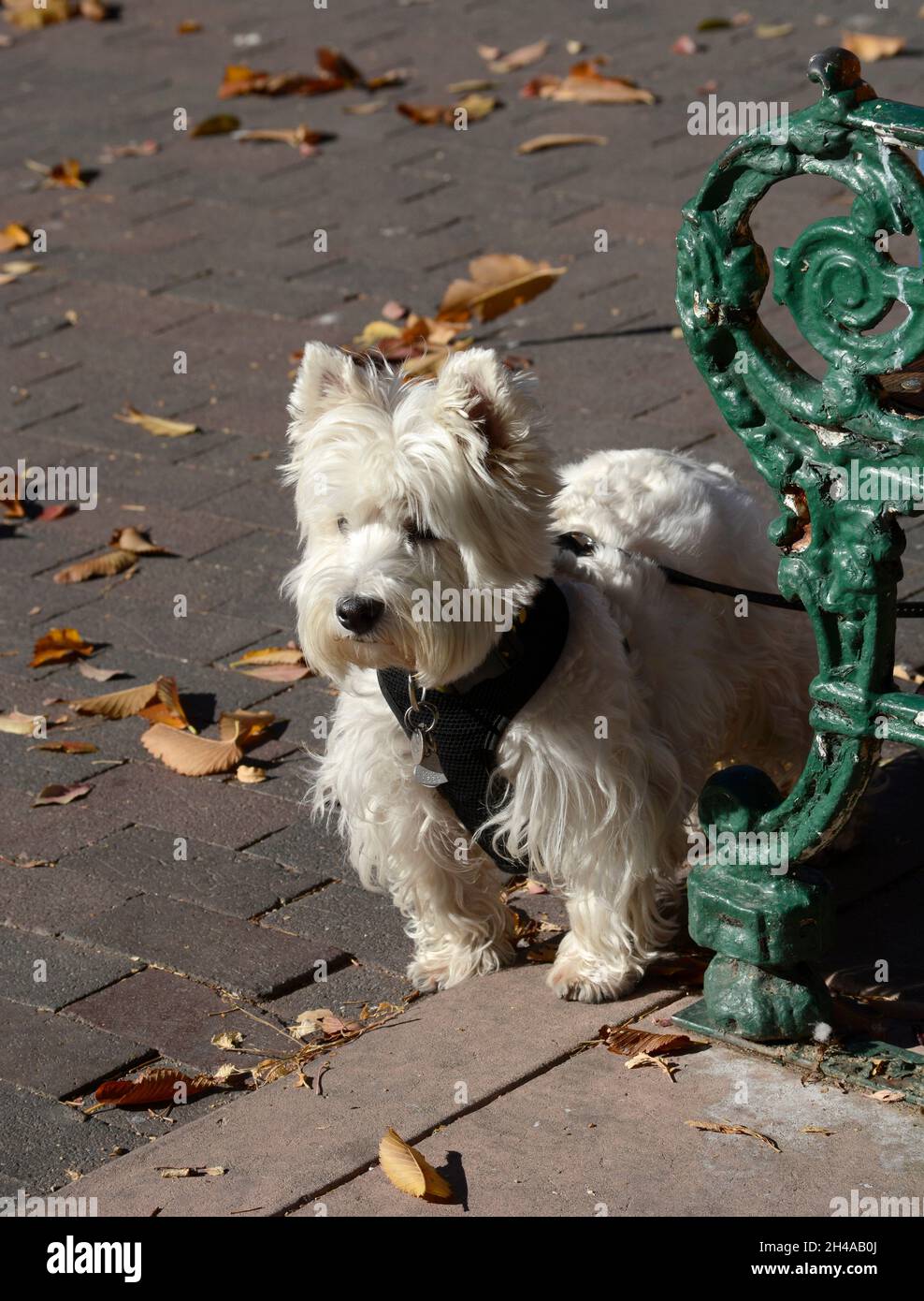 A West Highland White Terrier stands beside its owner sitting an a park bench in Santa Fe, New Mexico. Stock Photo