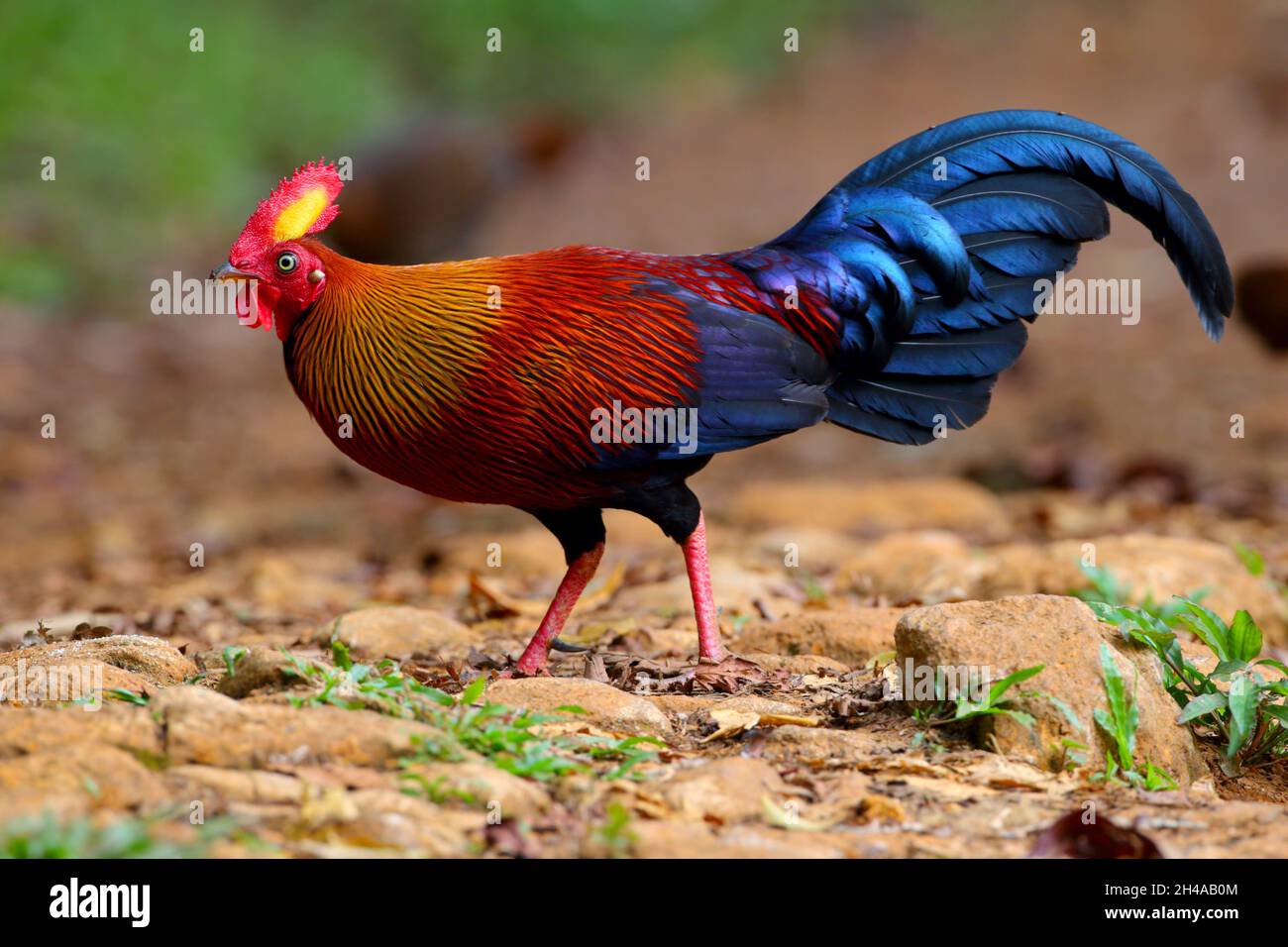 An Adult Male Sri Lanka Junglefowl (Gallus Lafayettii) Feeding On A ...